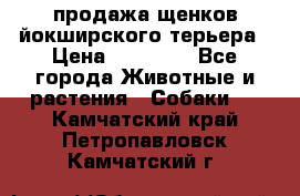 продажа щенков йокширского терьера › Цена ­ 25 000 - Все города Животные и растения » Собаки   . Камчатский край,Петропавловск-Камчатский г.